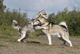 ALASKAN MALAMUTE 417
